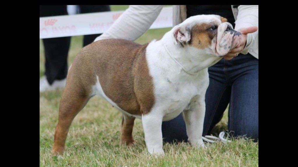 Jacynthe Mack Sweet British Bulls